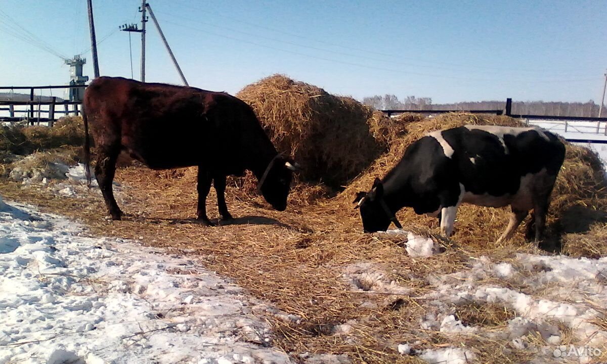 Коровы, тёлочка купить на Зозу.ру - фотография № 8