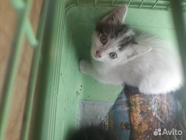 Отдаём котят из приюта в добрые руки купить на Зозу.ру - фотография № 1