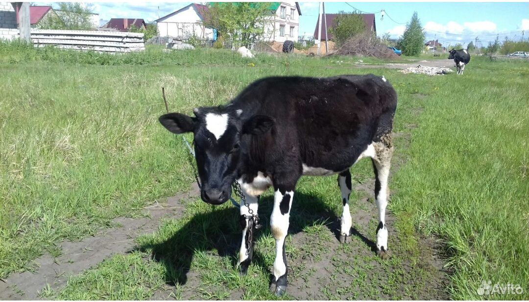 Корова, черно-пестрая, вторая 1,5 года купить на Зозу.ру - фотография № 1