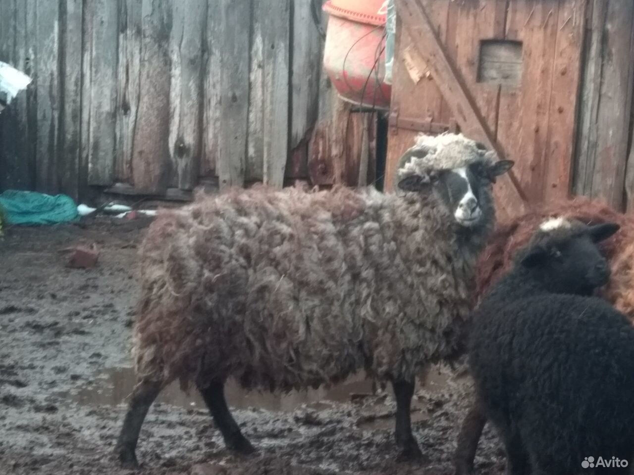 Баран, овца, ягнята, на Курбан купить на Зозу.ру - фотография № 2