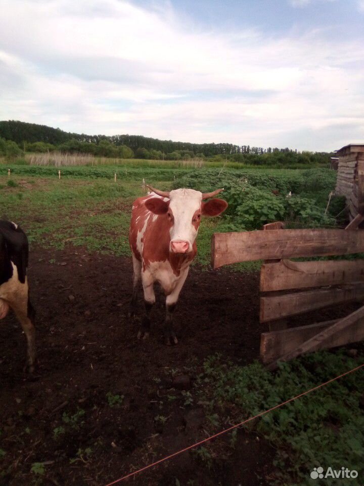 1) Корова,2) -телочка стельная,3) -Корова купить на Зозу.ру - фотография № 1