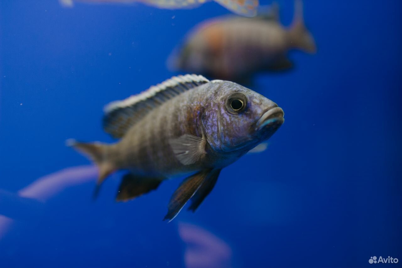 Шикарные аквариумные рыбки более 100 видов купить на Зозу.ру - фотография № 6