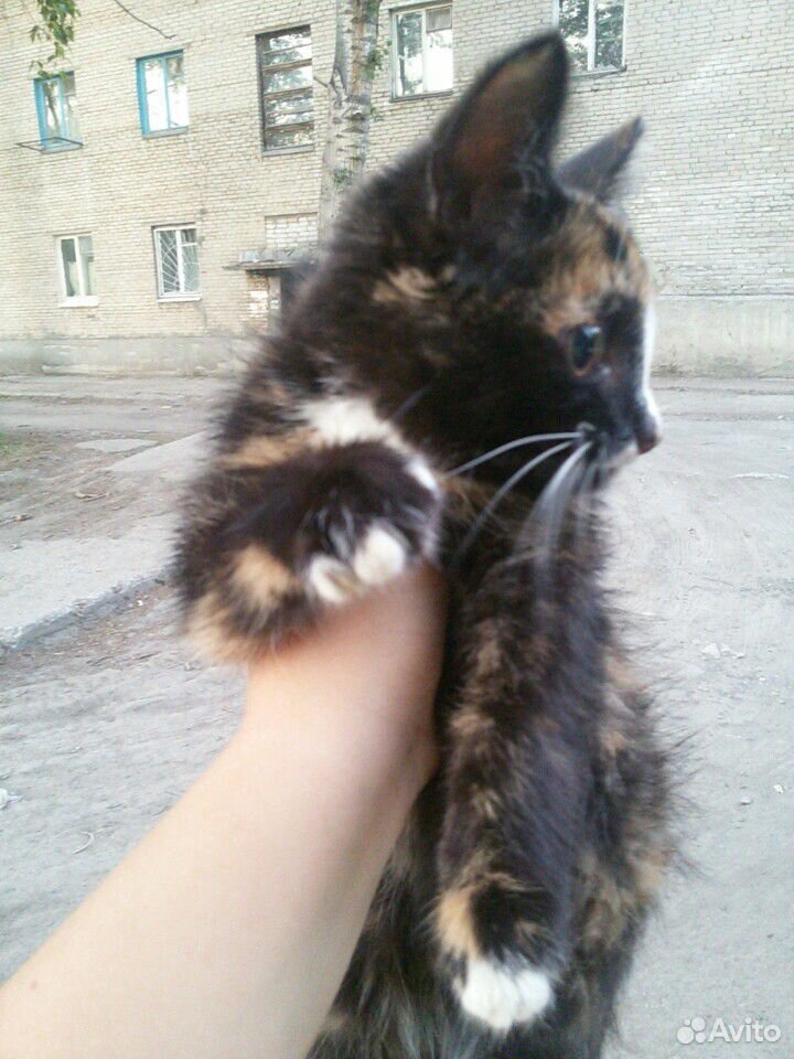 Потерялся котенок или отдам купить на Зозу.ру - фотография № 1