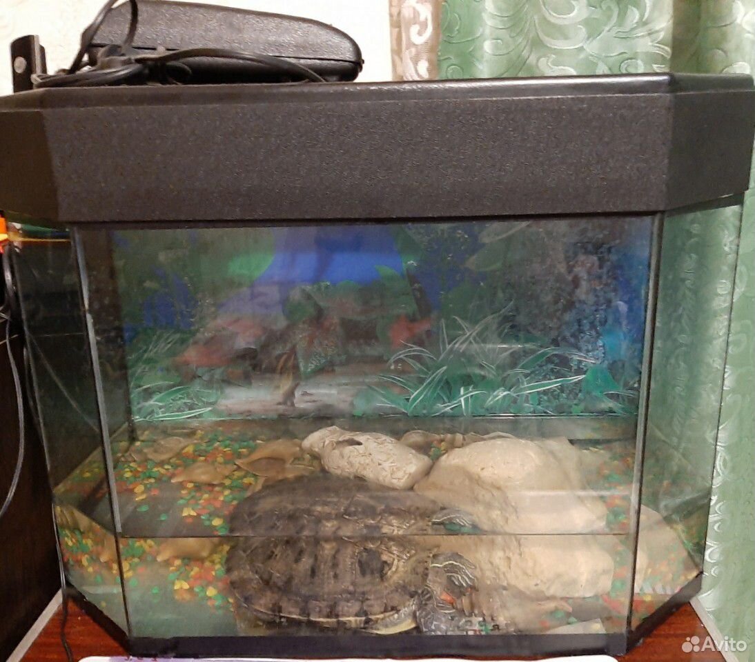 Аквариум+черепаха купить на Зозу.ру - фотография № 1