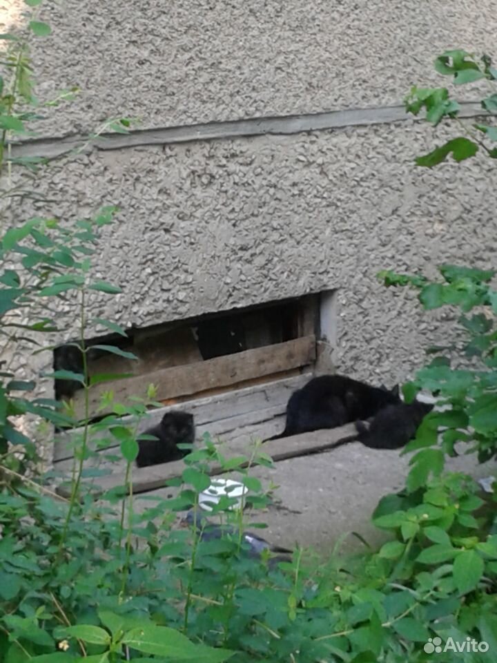 Бездомных котят в добрые руки купить на Зозу.ру - фотография № 1