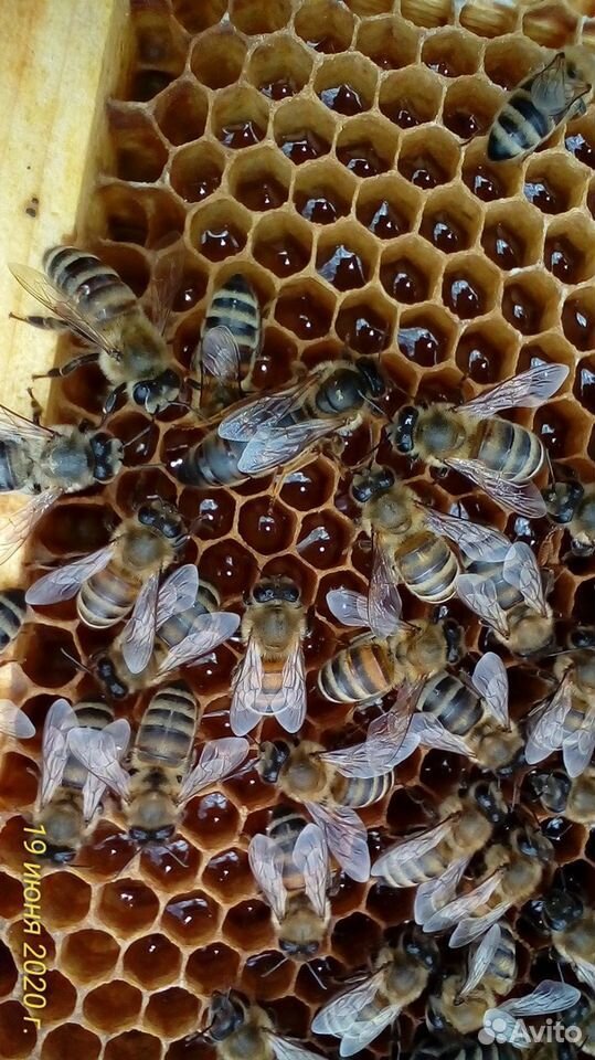 Пчело-матки купить на Зозу.ру - фотография № 1