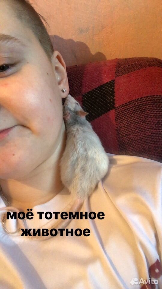 Крыса девочка купить на Зозу.ру - фотография № 2