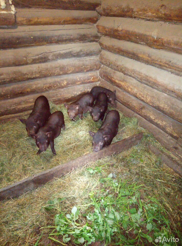 Вьетнамский свиньи купить на Зозу.ру - фотография № 1