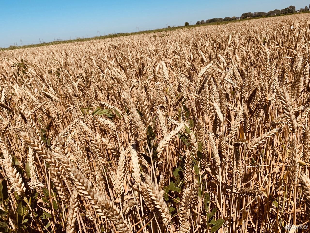 Пшеница 2020 купить на Зозу.ру - фотография № 1