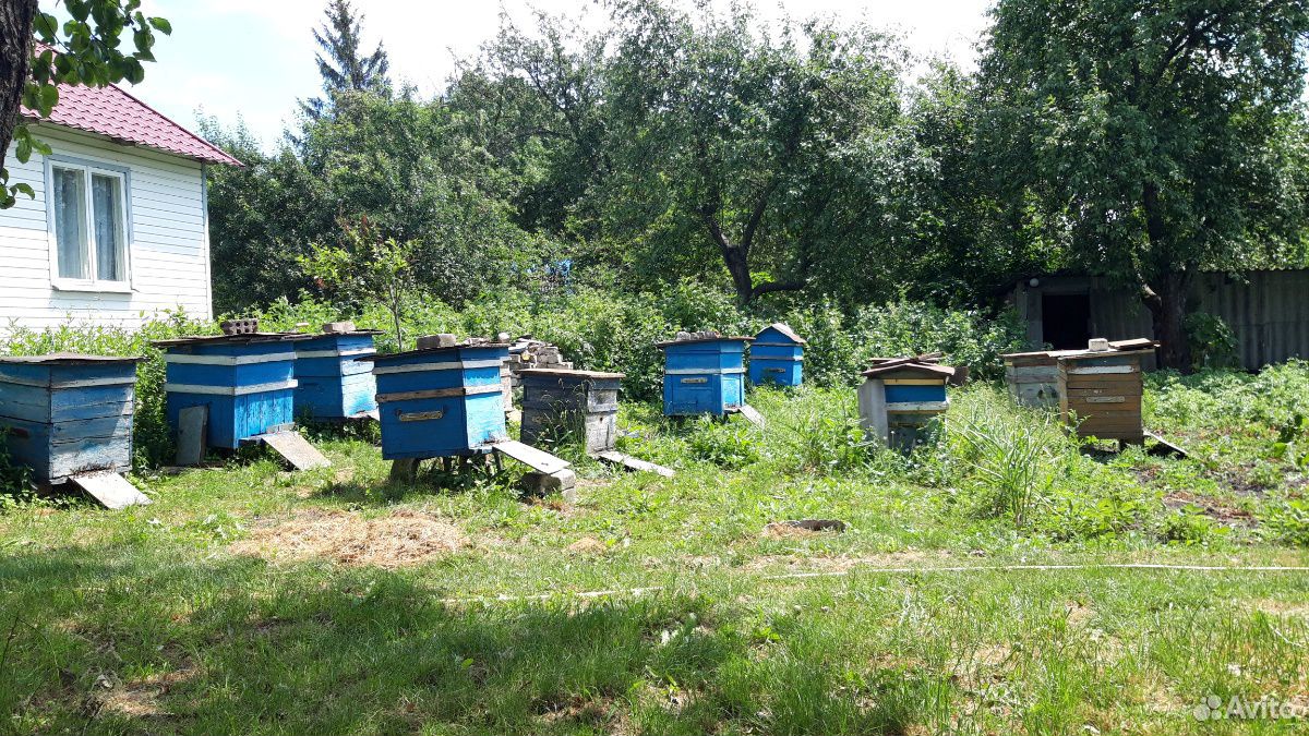 Пчёлосемья купить на Зозу.ру - фотография № 1