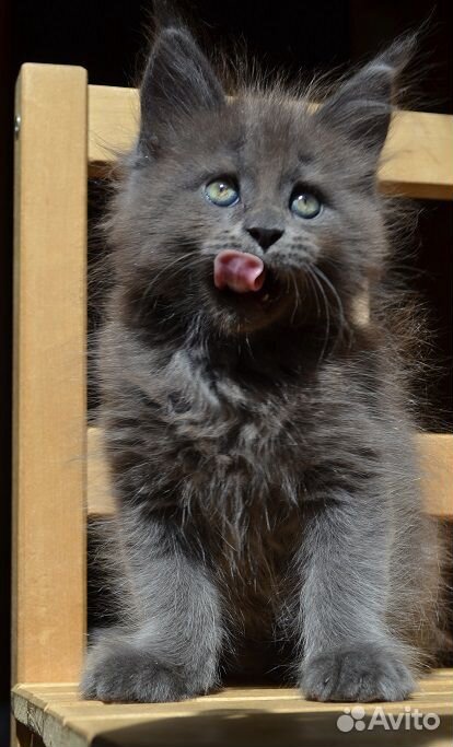 Голубой котик мейнкун купить на Зозу.ру - фотография № 4