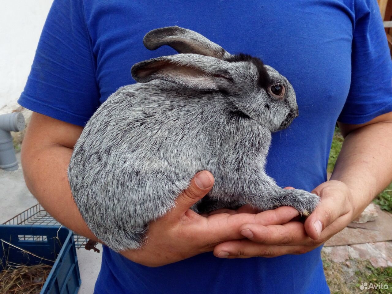 Кролики порода чистое серебро купить на Зозу.ру - фотография № 5