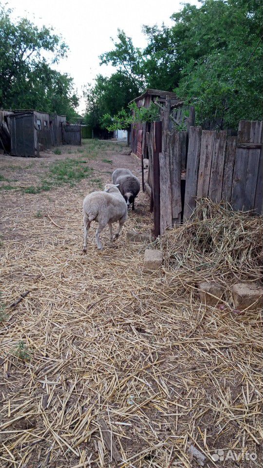 Продам четверых овец и барана за 37тыс купить на Зозу.ру - фотография № 1