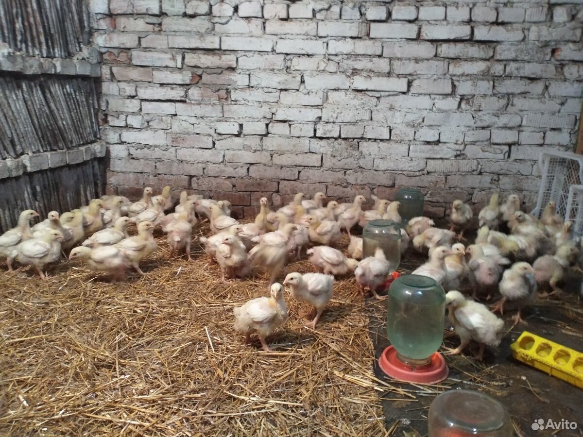 Цыплята (19 дней) купить на Зозу.ру - фотография № 5