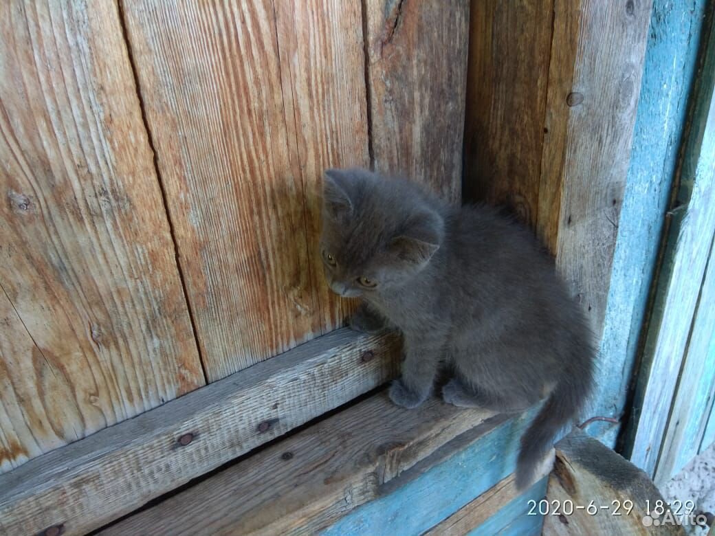 Шикарные голубые котята купить на Зозу.ру - фотография № 4
