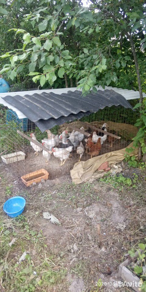 Продам кури,молодок,цыплят с клухой купить на Зозу.ру - фотография № 5