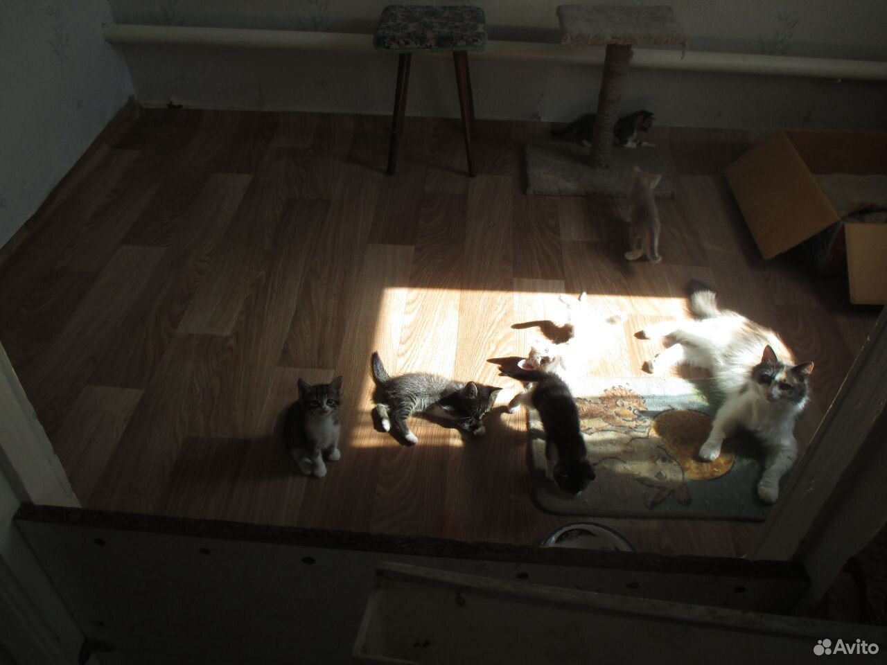 Котята различные купить на Зозу.ру - фотография № 1