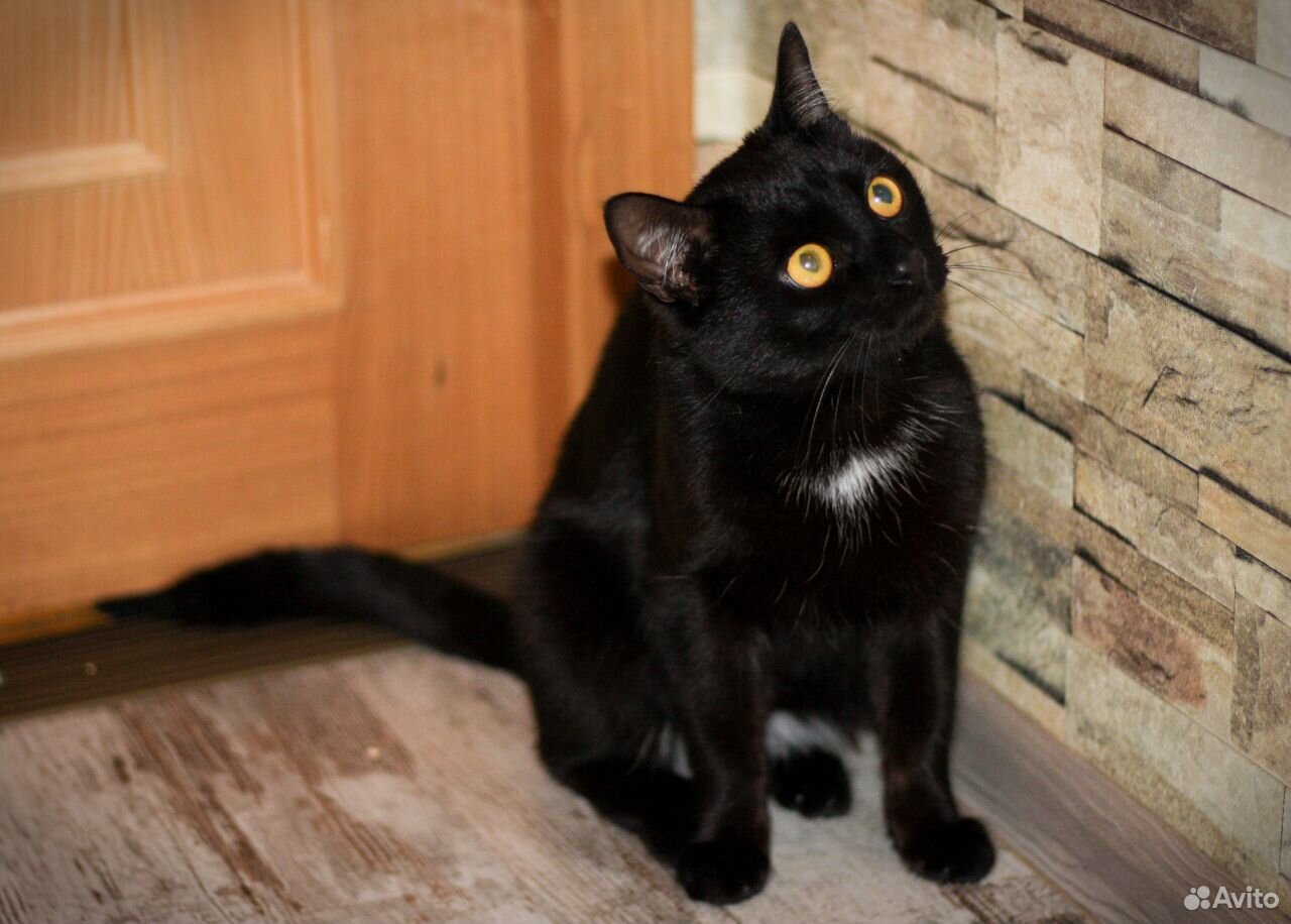 Черный кот в добрые руки купить на Зозу.ру - фотография № 6