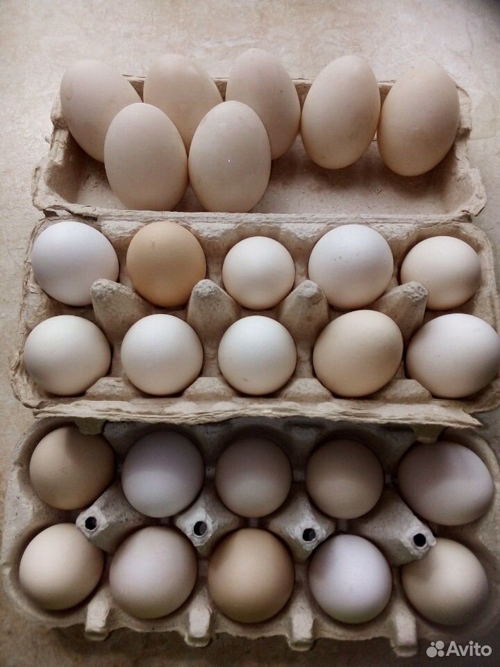Продаются яйца куриные купить на Зозу.ру - фотография № 2