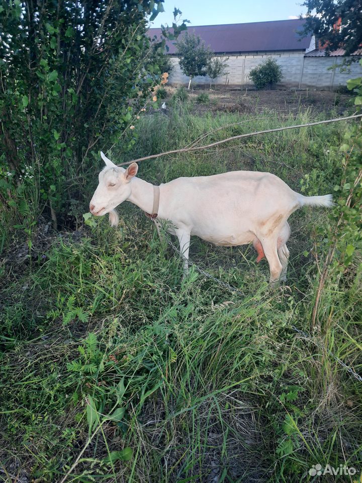 Продать коз купить на Зозу.ру - фотография № 1