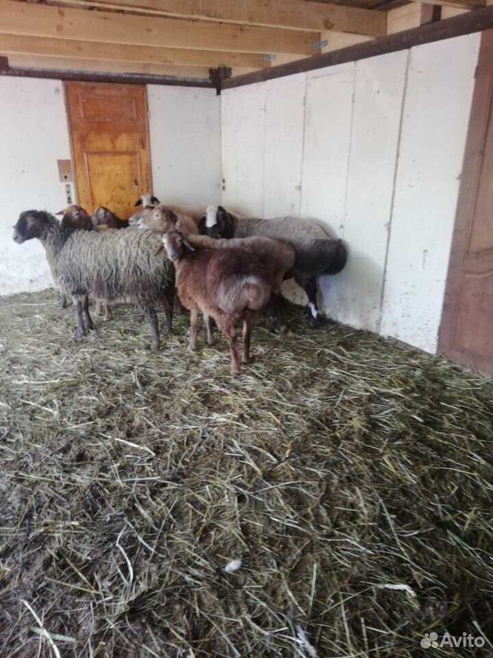 Овцы на племя купить на Зозу.ру - фотография № 2