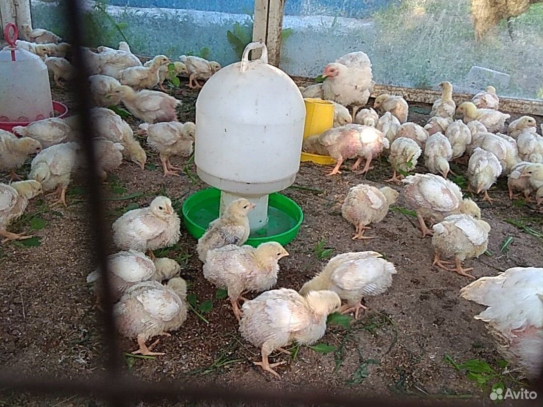 Цыплята броллерные купить на Зозу.ру - фотография № 2
