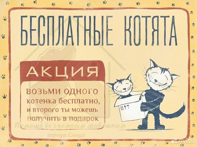 Три котенка петербурской гладкошерстной кошки купить на Зозу.ру - фотография № 10