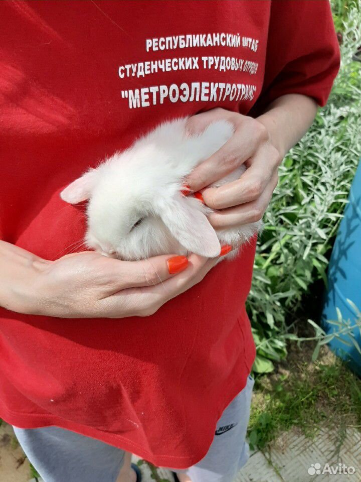 Карликовые,вислоухие Кролики купить на Зозу.ру - фотография № 1