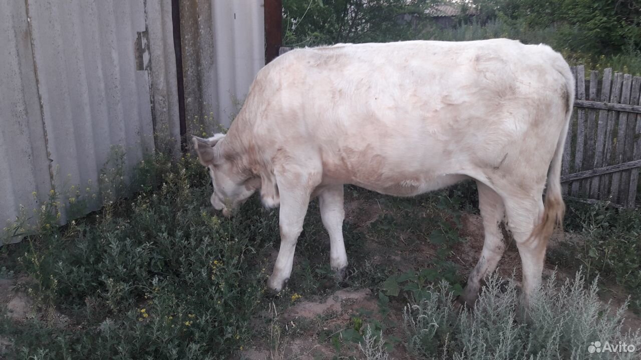 Корова, тёлка, бычёк купить на Зозу.ру - фотография № 2