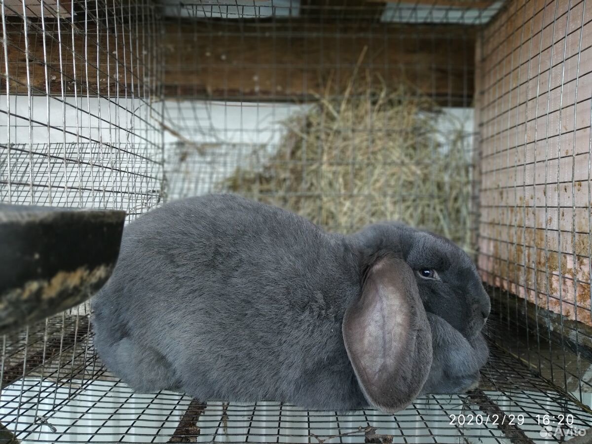 Крольчата Французский баран и Калифорния купить на Зозу.ру - фотография № 7