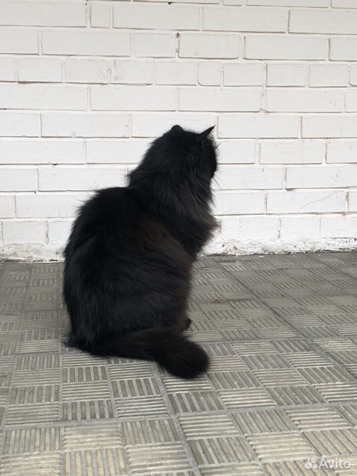 Пушистый котик ищет дом купить на Зозу.ру - фотография № 6