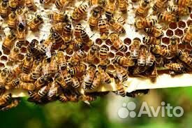Продам рой пчёл купить на Зозу.ру - фотография № 2