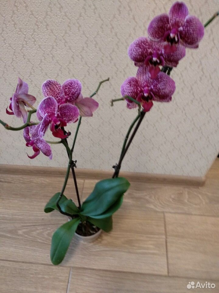 Фаленопсис орхидея сортовые купить на Зозу.ру - фотография № 5