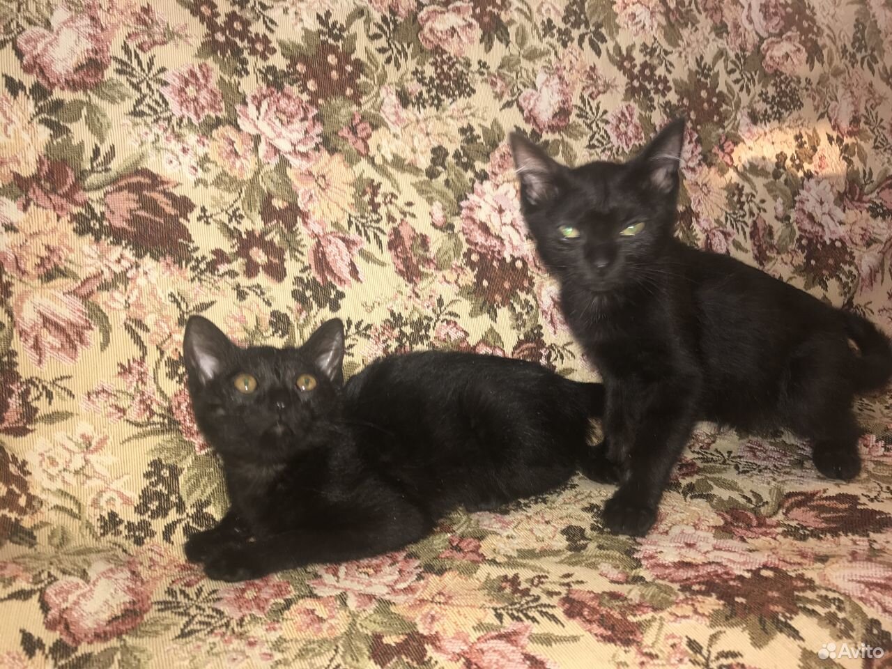 Два чёрных котёнка ищут дом купить на Зозу.ру - фотография № 2