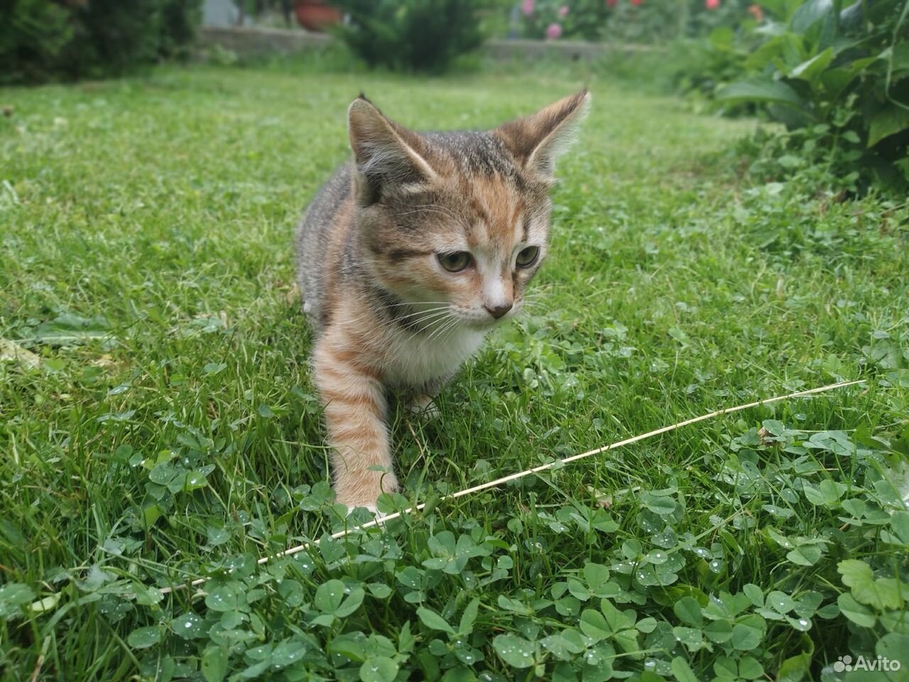 Отдам симпатичных котят в хорошие руки купить на Зозу.ру - фотография № 3