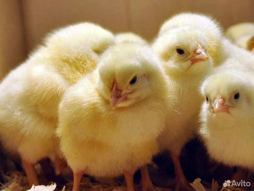 Цыплята мясные купить на Зозу.ру - фотография № 1