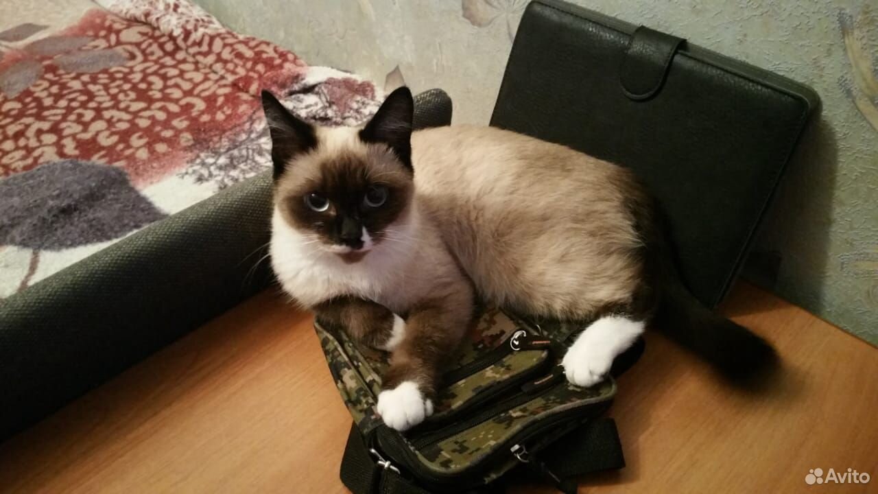Сиамские котята купить на Зозу.ру - фотография № 2