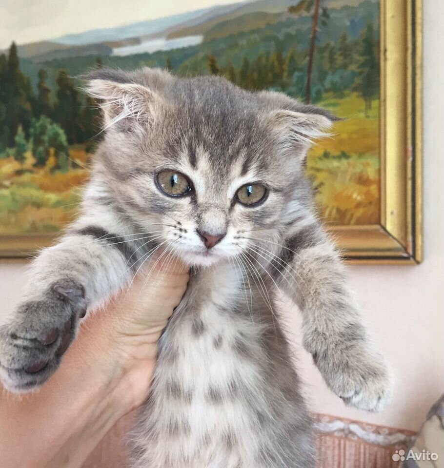 Котёнок вислоухий девочка купить на Зозу.ру - фотография № 1