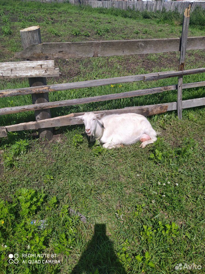 Дойные козы купить на Зозу.ру - фотография № 5