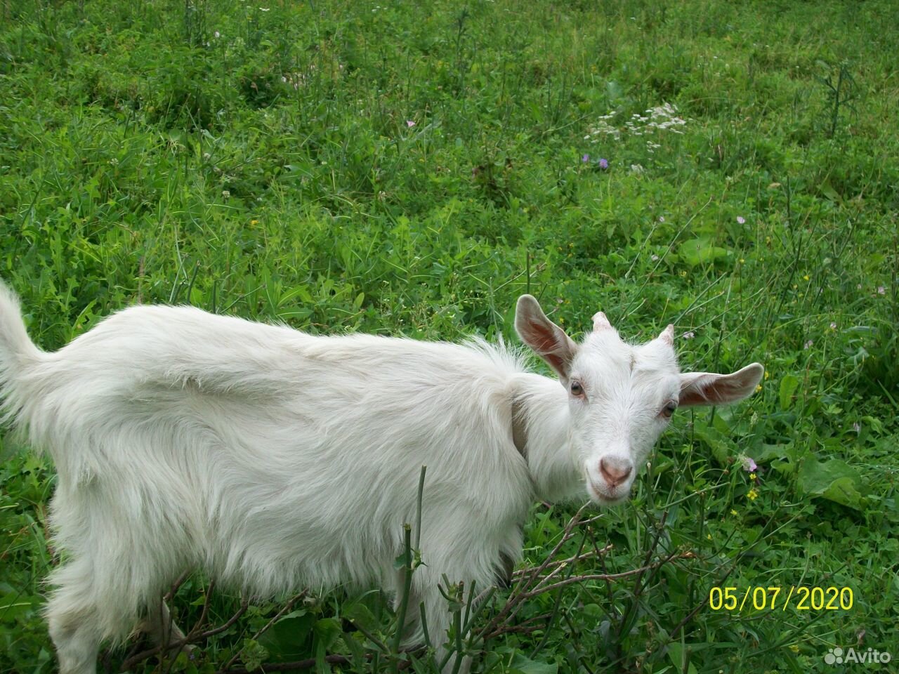 Продам коз и козочек купить на Зозу.ру - фотография № 3