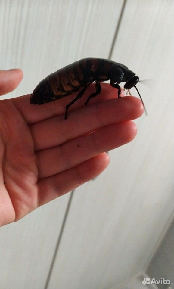 Мадагаскарские тараканы купить на Зозу.ру - фотография № 3