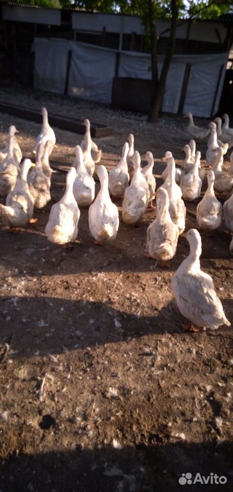 Белые утки купить на Зозу.ру - фотография № 1