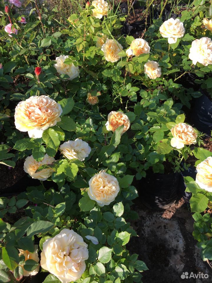 Розы плетистые около 20 сортов купить на Зозу.ру - фотография № 5