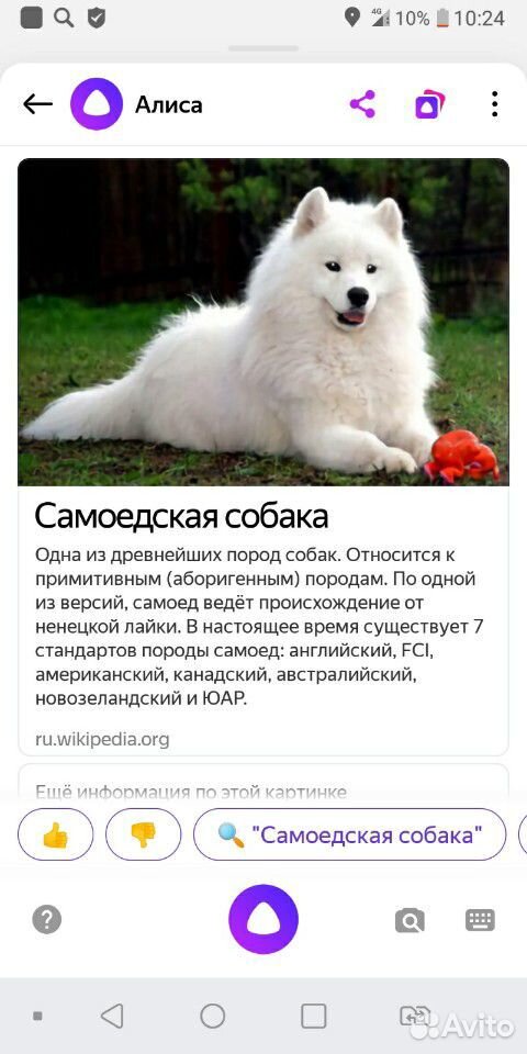 Собака самоедская купить на Зозу.ру - фотография № 2