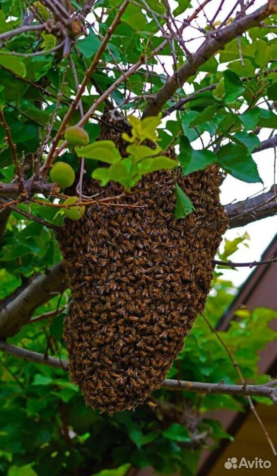 Рои пчелиные купить на Зозу.ру - фотография № 1