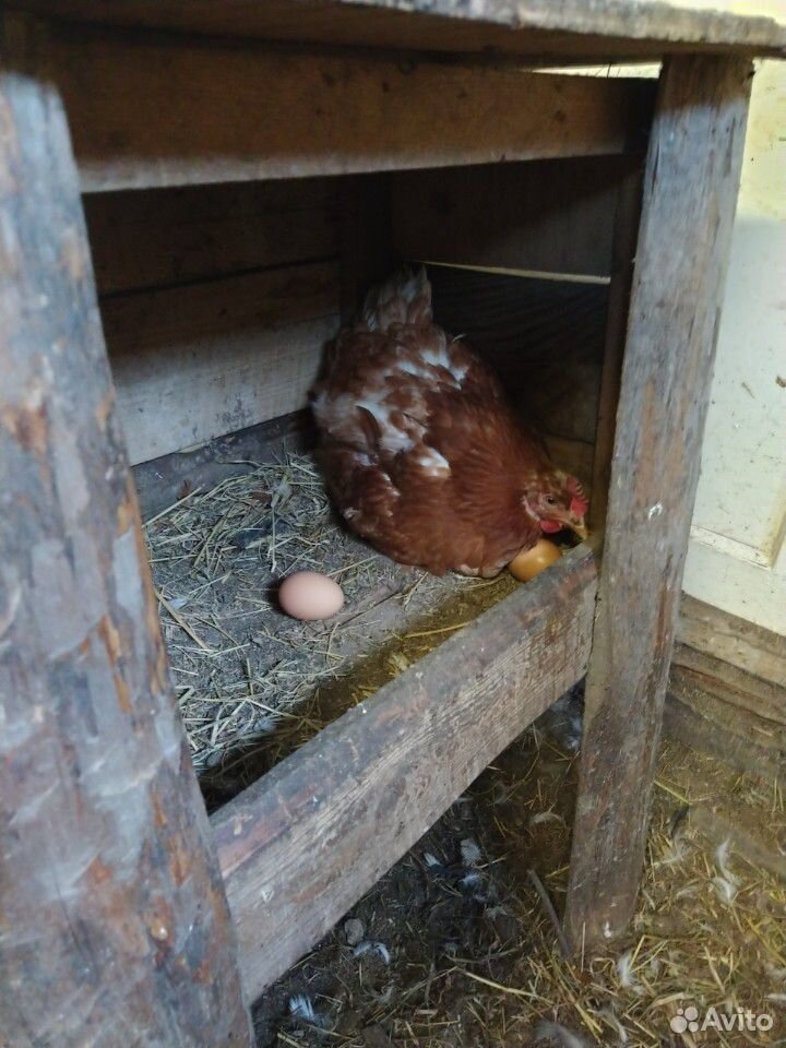 Цыплята (несушки) куры-петухи купить на Зозу.ру - фотография № 6