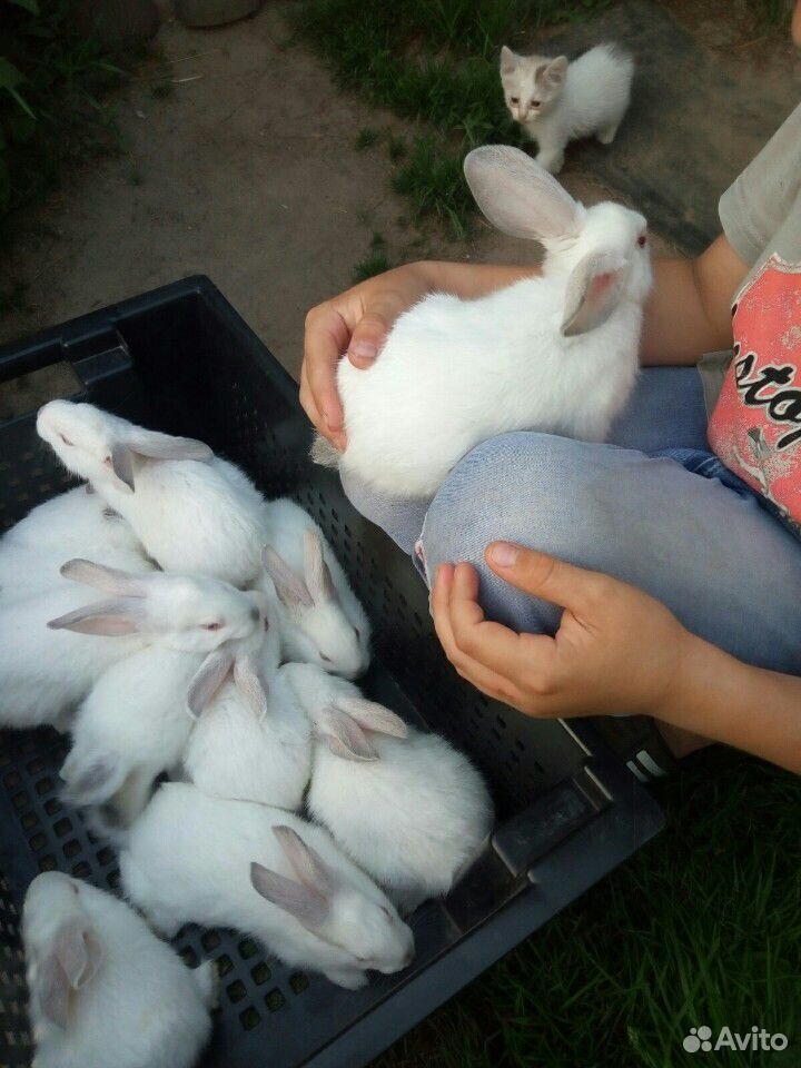 Продаются кролики купить на Зозу.ру - фотография № 3