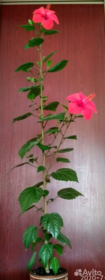 Китайская роза (Гибискус ) купить на Зозу.ру - фотография № 1