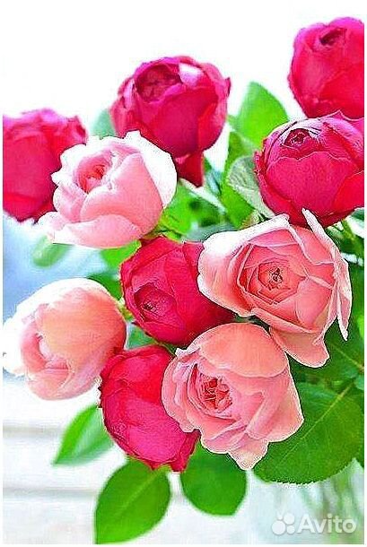 Цветы. Розы. 101 51 роза купить на Зозу.ру - фотография № 3