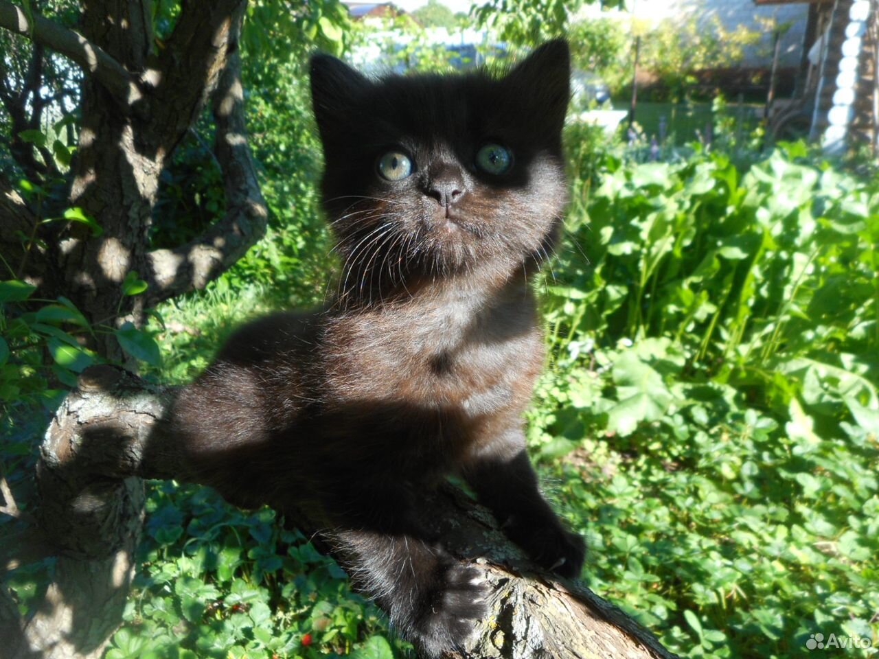 Без кота жизнь не та купить на Зозу.ру - фотография № 5